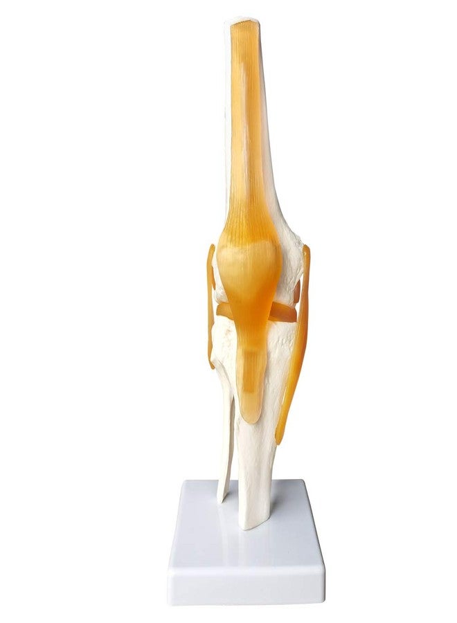 EVOTECH SCIENTIFIC Human Functional Knee Joint Model, with Ligament, Life Size for Medical Teaching Learning, Clinic Demonstration, Students Learning Education Display Tool - Image 1